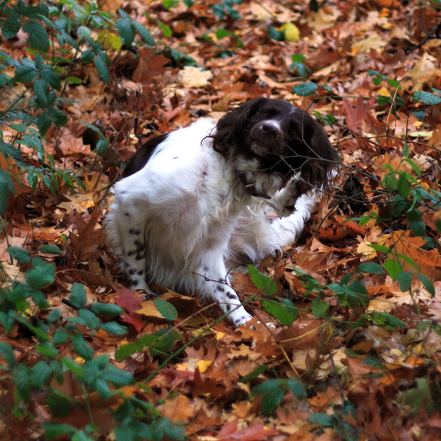 Zurck zum "Tableau der Verweigerung"