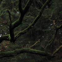 spooky im Wald