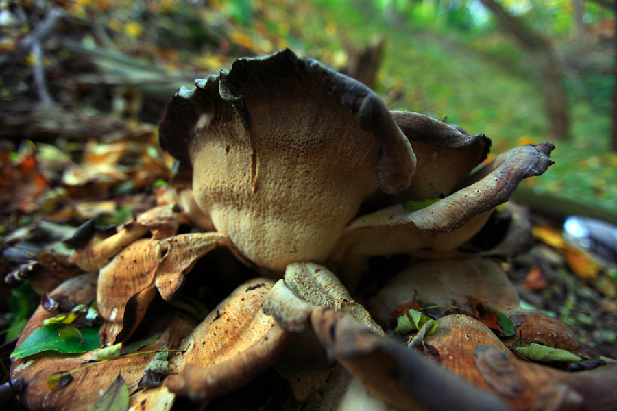 Zur�ck zur �bersicht Impressionen